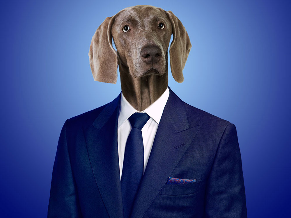 Dog in Business Suit
